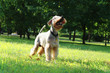 Little miniature schnauzer dog plays in the grass