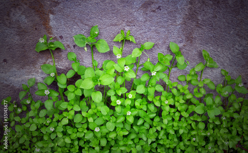 Foto: The Green Creeper Plant on a Wall in vintage style The Green Creeper Plant on a Wall in vintage style