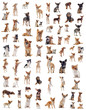 planche chihuahuas
