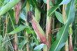 Photo: corn cob corn cob