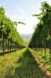 Foto: Weingarten Weingarten