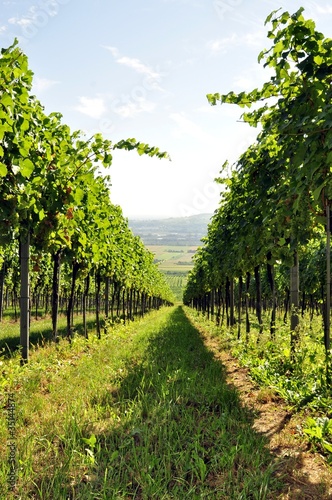 Foto: Weingarten Weingarten