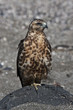 Foto: Bussard Bussard