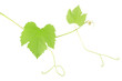 Green grape vine on white, clipping path included