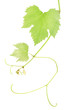 Green fresh grape leaves isolated on white, clipping path includ