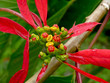 FLEUR TROPICALE