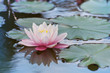 Beautiful flower pink water lily Beautiful flower pink water lily