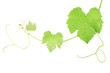 Grape vine clipping path included