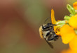 Hummel