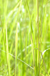 green grass green grass