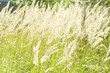grass spikes in the field grass spikes in the field