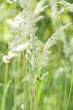 grass spikes and lady-bird grass spikes and lady-bird