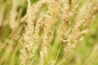 grass spikes grass spikes