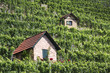Weinberg Bad Cannstatt