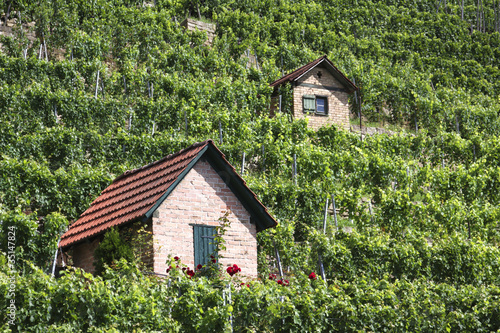 Foto: Weinberg Bad Cannstatt Weinberg Bad Cannstatt
