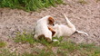 Two puppies playfully fight and play on the sands