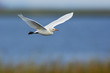 Great Egret in Flight Great Egret in Flight