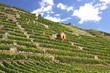 Weinberg Bad Cannstatt