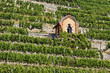 Weinberg Bad Cannstatt
