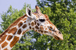 Photo: Giraffe Head Profile Giraffe Head Profile