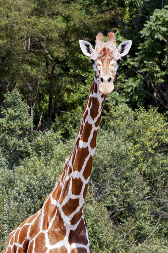Photo: Giraffe, tallest animal Giraffe, tallest animal