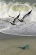 Pelicans, Surf, and a Beach Chair