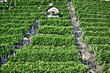 Weinberg Bad Cannstatt