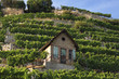 Weinberg Bad Cannstatt