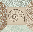 Nautilus shell background.