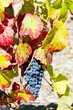 red grapes, Douro Valley, Portugal
