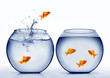 goldfish jumping out of the water
