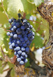weinrebe weinrebe