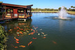 Artificial pond with fountain and fish. Artificial pond with fountain and fish.