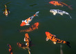 Flock of fish (Koi) in the pond. Flock of fish (Koi) in the pond.