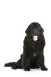 chien Terre Neuve assis de face en studio
