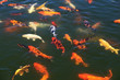 Flock of fish (Koi) in the pond. Flock of fish (Koi) in the pond.