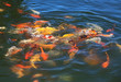 Fish (Koi) fight for food. Fish (Koi) fight for food.