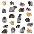 Group of different breeds of rabbits