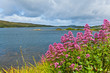 Foto: Red valerian Red valerian