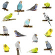 Set Budgies isolated on white Set Budgies isolated on white