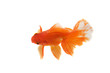 Photo en ligne au meilleur prix Goldfish isolated on white