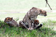 Cheetah