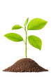 Newborn small green plant