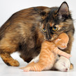 motherhood