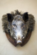 Wild Boar