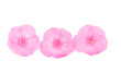 phlox flowers