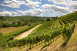 Hills and vineyards of Piedmont, Italy.