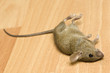 Dead mouse
