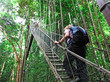 canopy bridge