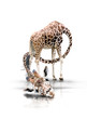 Giraffe mit langen Hals
